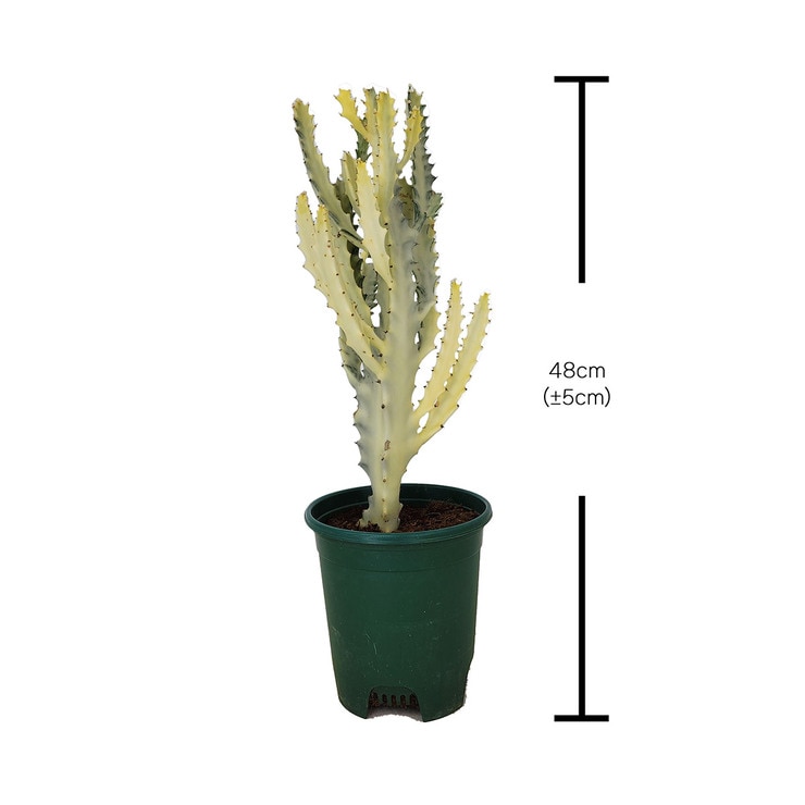 Euphorbia Lactea White Ghost Cactus 668583