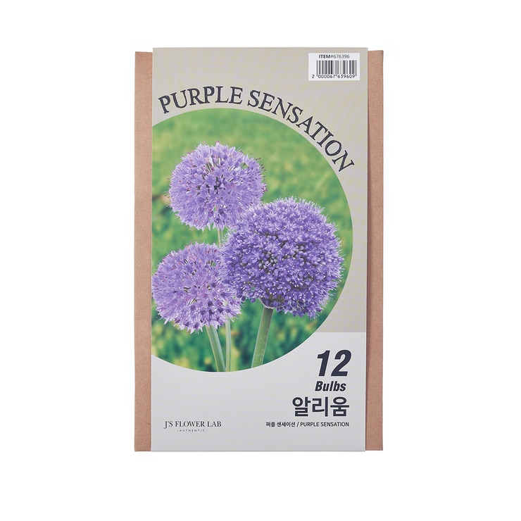 Allium Bulbs Purple Sensation  / Min Order Qty 2 676396