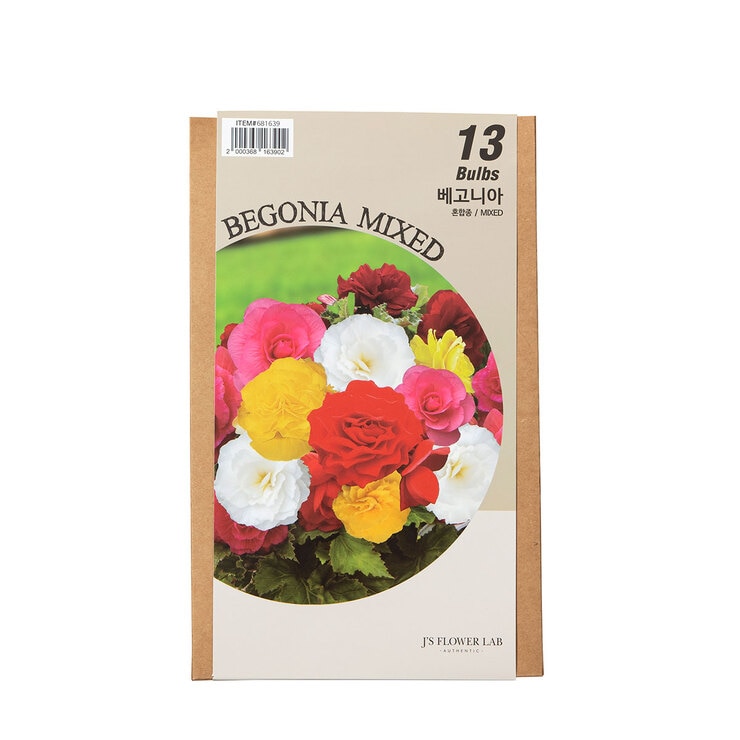 Begonia Bulbs / Min Qty 2 681639