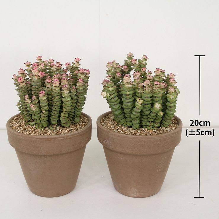 Crassula Rupestris 2 Pack 671333