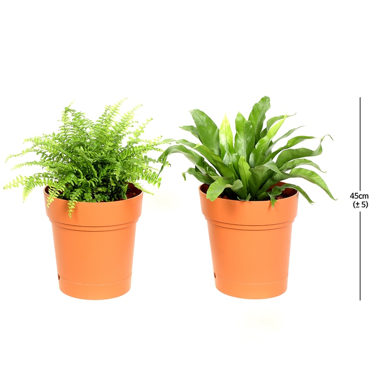 Avis & Boston Fern Set 624520