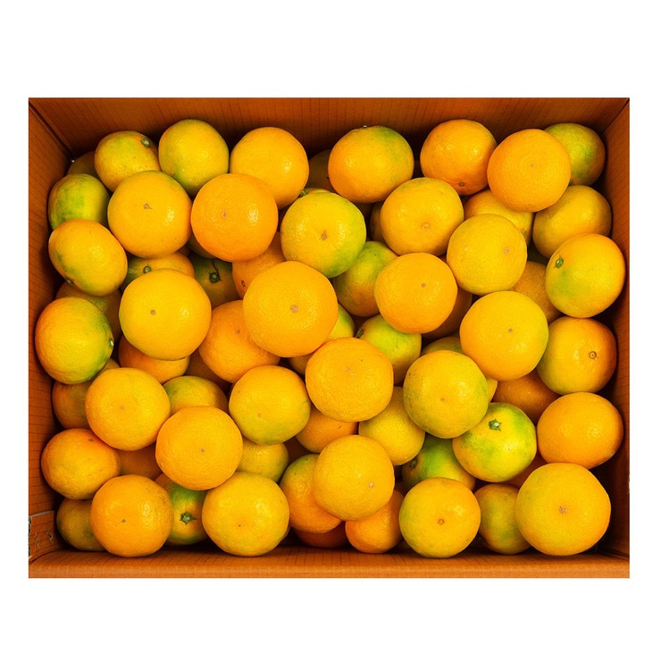 Jeju Mandarins 10kg 596809