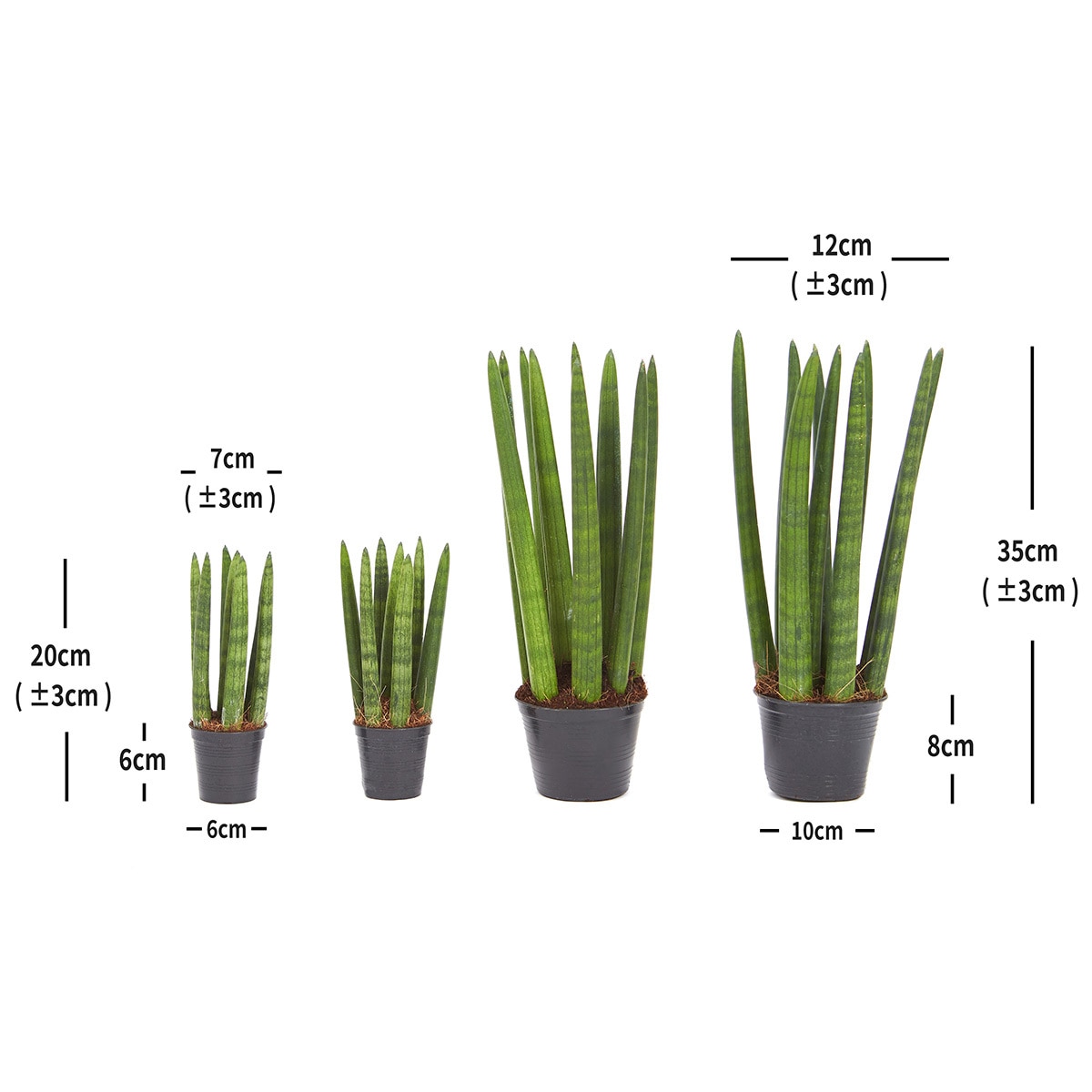 스투키 4팩 재배분 20cm & 35cm